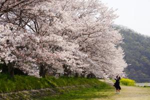 桜土手