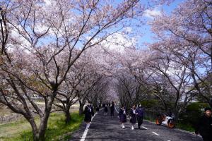 桜土手