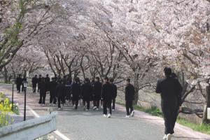 桜の土手で