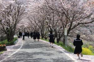 桜の土手で