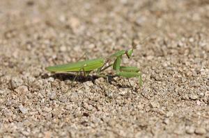 ハラビロカマキリ