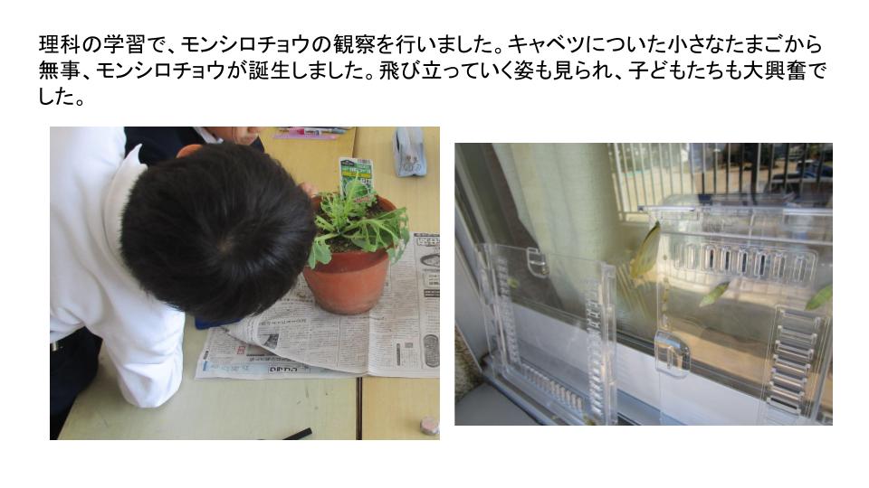 モンシロチョウ