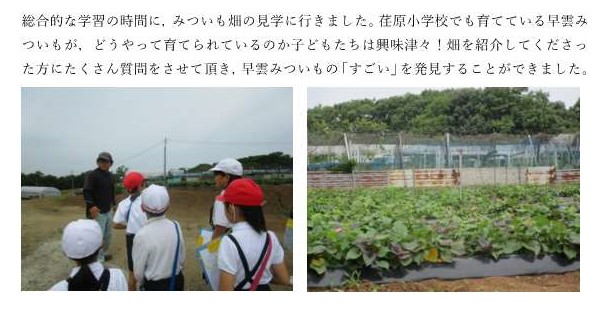 蜜芋畑