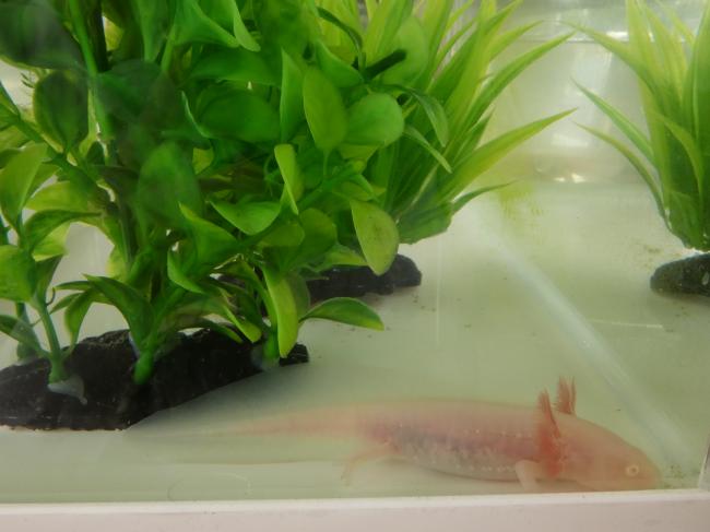 ウーパー