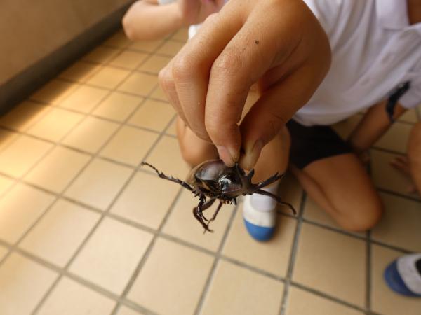 かぶと