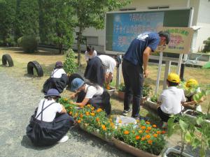 人権の花
