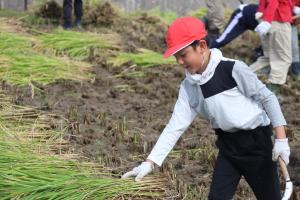 稲刈り5602