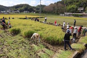 稲刈り5606