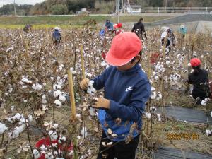 綿の収穫‗3145