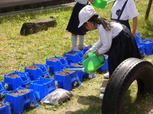 あさがお