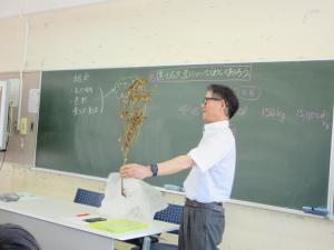 豆