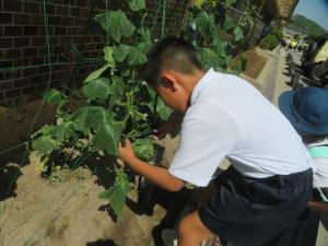 野菜