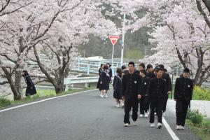 桜並木での様子