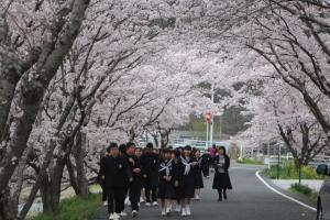 桜並木での様子