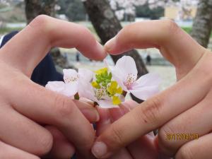 桜並木での様子