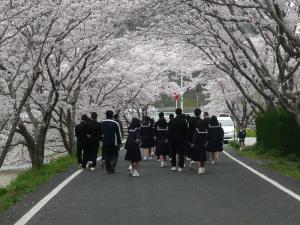 桜並木での様子